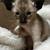 Oriental Shorthair Kittens 2 thumbnail
