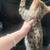 Bengal 11 thumbnail