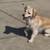 Loving Dogs Looking for New Homes – Friendly & Healthy 1 thumbnail