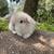 baby bunnies dwarf lop rabbits 5 thumbnail