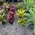 Bromeliads plants More than 50 different Varieties For Sale 6 thumbnail