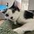 rehoming my 2 American shorthair black and white cats 2 thumbnail