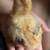 Chicks 4 thumbnail