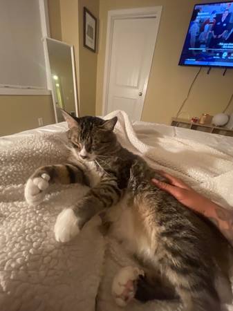 Rehoming two cats (Gresham, Oregon)63916334321026120