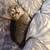 Kittens 3 thumbnail