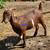 Boer goat does 7 thumbnail