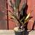 Bromeliads - cold hardy tropical plants 16 thumbnail