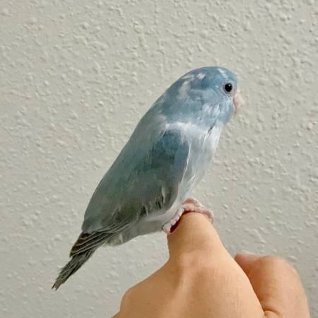 Blue Parrotlet (Everett)63858404989057121
