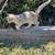Kittens need rehoming 2 thumbnail