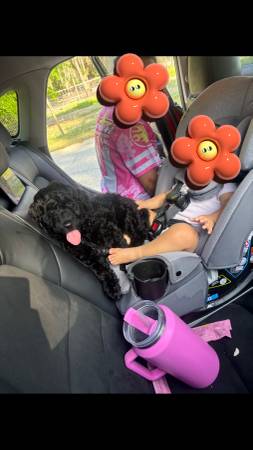 Aussiepoodle (Jacksonville)63682121500163120