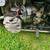 CJ750 M1M sidecar 11 thumbnail