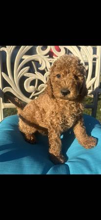 Golden Doodles (Ernul)64210262137602121