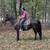 Black Fox Trotter Broke to Ride and Gentle - Karmen 2 thumbnail
