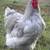 Lavender Orpington Roosters 1 thumbnail