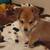 Shiba inu mixed with kokoni puppies 3 thumbnail