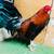 Gallos gamefowl stags pollas pollos 2 thumbnail