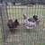 Laying hens 5 thumbnail