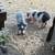 American mini pigs 2 thumbnail