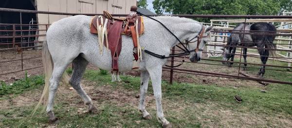 Horse Mare 1