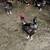Speckled suffix chickens 2 thumbnail