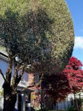 $3,680 / 2br - 1150ft2 - CHARMING TWO BEDROOM IN MIDTOWN SC (Santa Cruz)63826176727427120