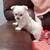 Morkie girl 2 thumbnail