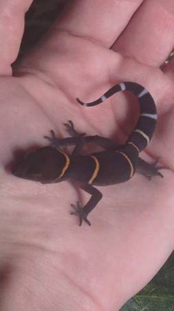 Rehoming 2 Chinese Cave Gecko Babies63860184308611121