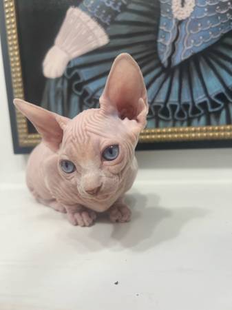 Selling Bambino Kitten 1