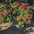 Lantana 6 thumbnail