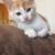 Kittens 2 thumbnail