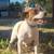 Jack Russell/ Cairn Terrier 5 thumbnail