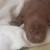 Puppy is looking for new home 5 thumbnail