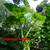 ELEPHANT EARS (various types) 1 thumbnail