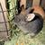 Bunnies 4 thumbnail