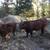 5 Red Angus Bulls 8 thumbnail