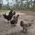 Colored hatching eggs 2 thumbnail