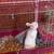 White rabbit 3 thumbnail