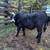 Steers 1 thumbnail