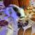 Bunnies 1 thumbnail