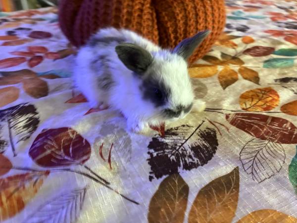 Bunnies 1