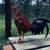 Chickens 5 thumbnail