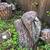 free clean cut wood logs from pine tree 1 thumbnail