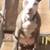 Blue nose pitbull rehoming 1 thumbnail