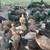 Young Peafowl 2 thumbnail