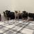 Baby Pigs Short breed 5 thumbnail