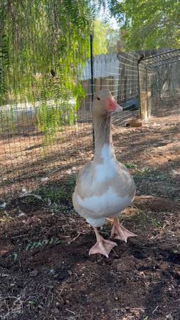 Male Buff Goose / Gander 1