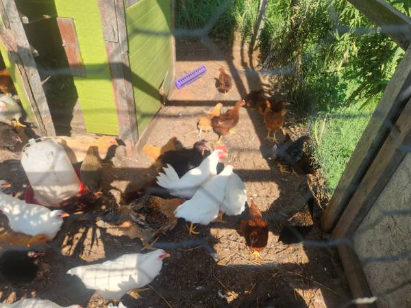 Gallinas ponedoras (El Reno)63681505905539120
