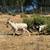 Tennessee Fainting Female Goat 2 thumbnail