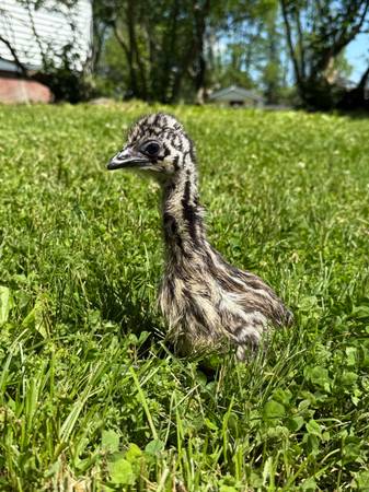 Emu Chick 1