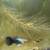 Beautiful guppies, aquatic plants 4 thumbnail